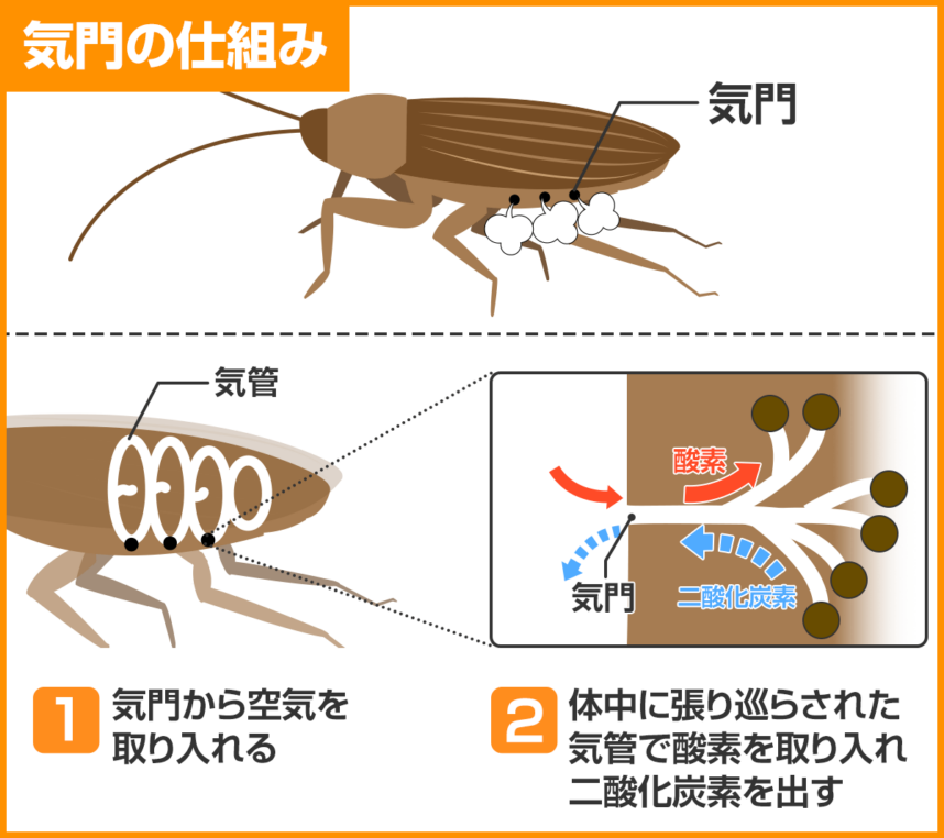 ゴキブリの気門の仕組み