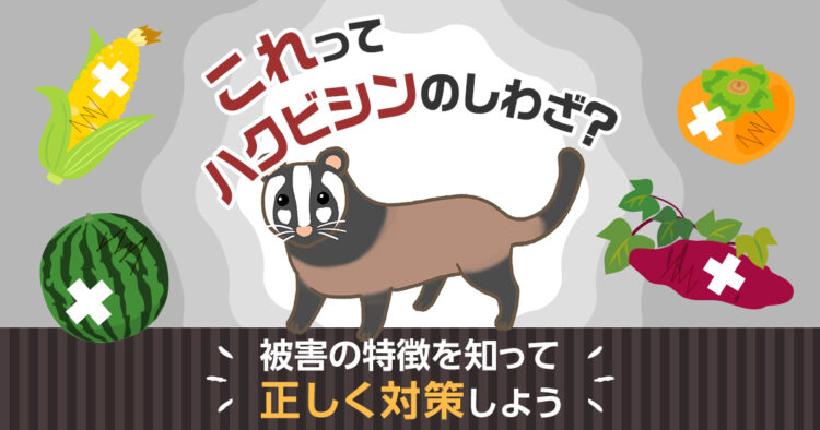これはハクビシンのしわざ?