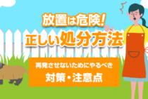 ハクビシンのフンの特徴とアライグマとの見分け方｜正しく処理して再発防止！