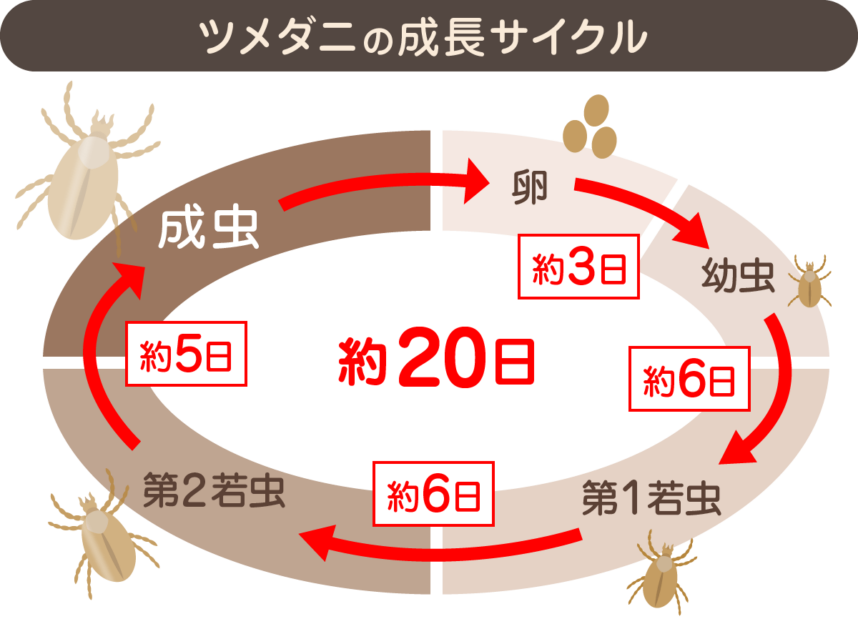 ツメダニの成長サイクル