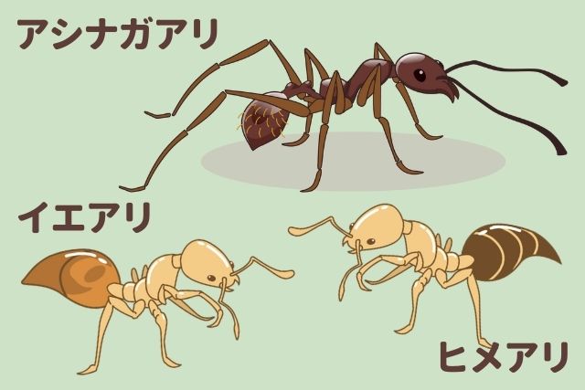 アシナガアリ・イエアアリ・ヒメアリ