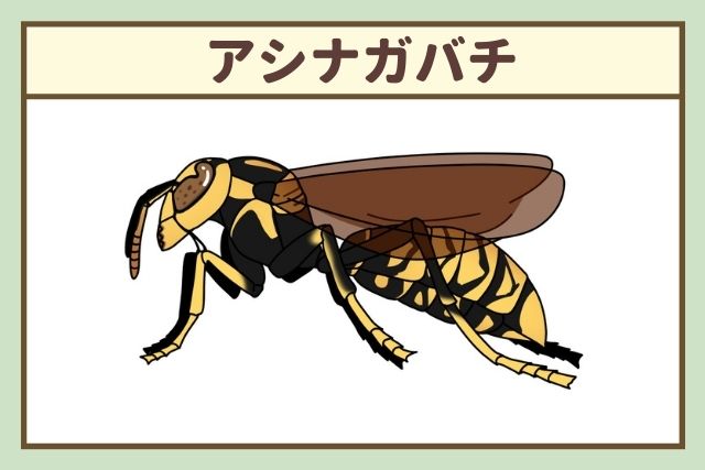 アシナガバチ
