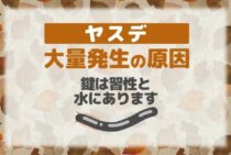 ウジャウジャわいてくるヤスデ。その大量発生の原因とは？