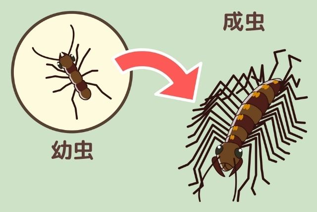ゲジゲジ・幼虫から成虫