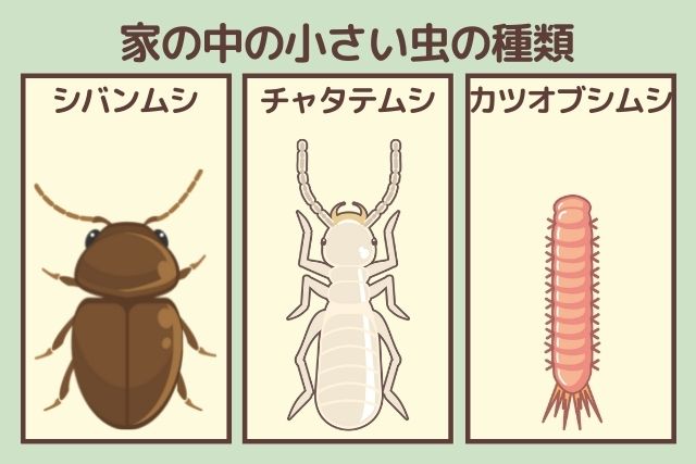 シンバムシ・チャタテムシ・カツオブシムシ