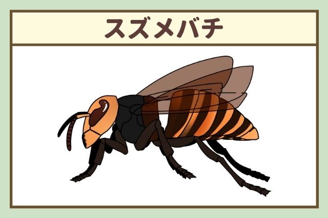 スズメバチ