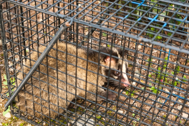 ハクビシン捕獲