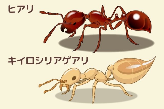 ヒアリとキイロシリアゲアリ