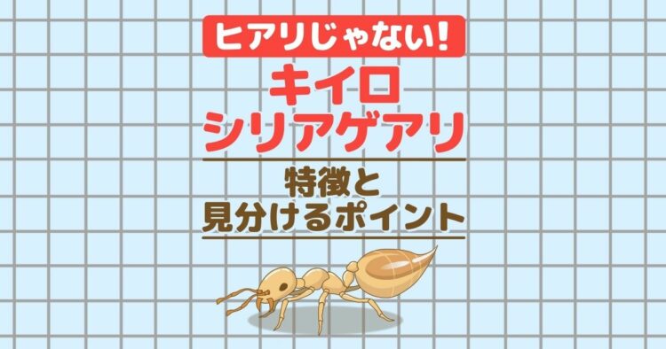 ヒアリじゃない! キイロシリアゲアリ 特徴と見分けるポイント