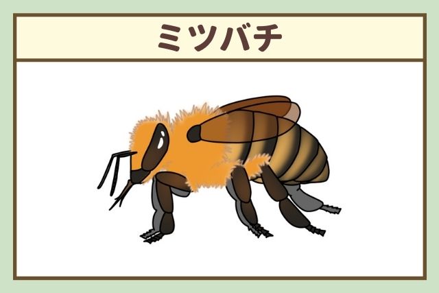 ミツバチ