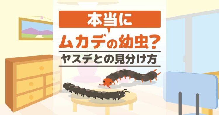 本当にムカデの幼虫？ ヤスデとの見分け方