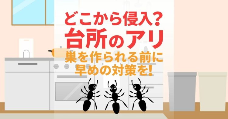 どこから侵入？　台所のアリ 巣を作られる前に早めの対策を！