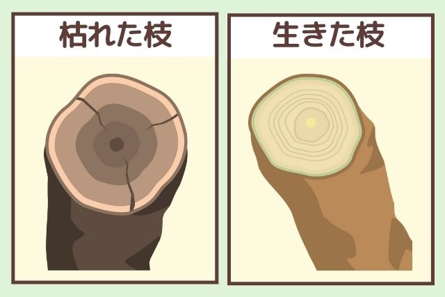 生きた枝、枯れた枝