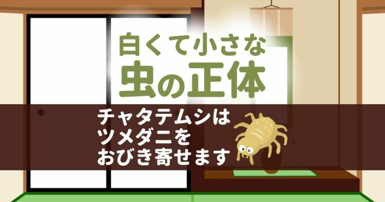 白くて小さな虫の正体 チャタテムシはツメダニをおびき寄せます