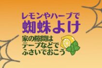 蜘蛛が家に寄ってこないようにするには？簡単な蜘蛛よけ方法まとめ｜蜘蛛よけにハーブやレモンが使える！おすすめ対策をご紹介