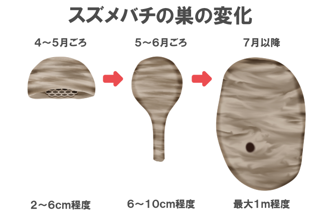 スズメバチの巣が一目でわかる見分け方！危険な蜂が一匹残らずい 