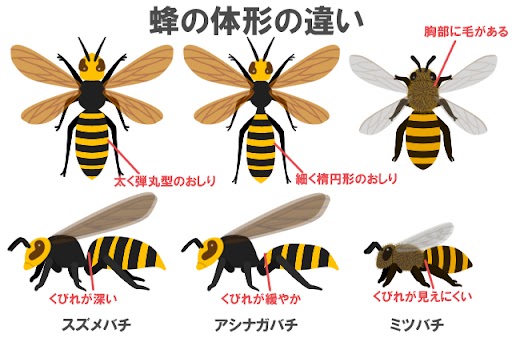 蜂の巣 茨城県現地引取のみ （鹿嶋市で蜂の巣駆除なら3000円〜到着30分  