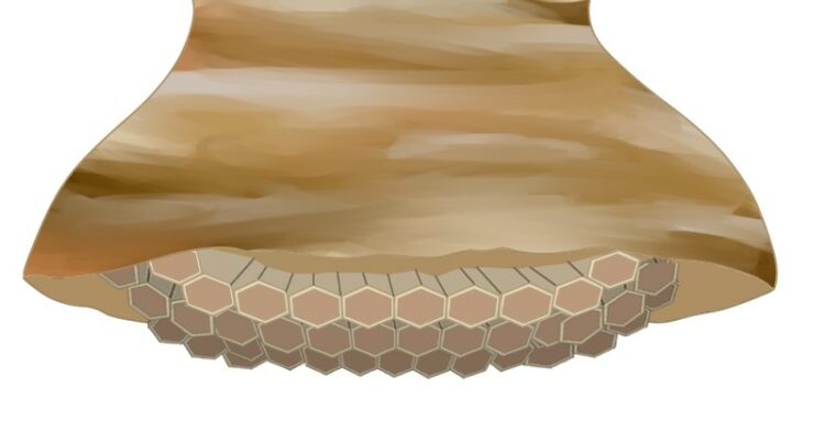 ヒメスズメバチの巣