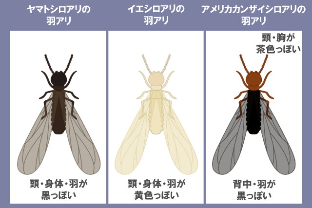 羽アリシロアリ比較