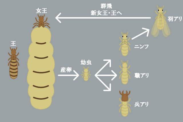 シロアリの種類・特徴・見分け方がまるわかり！日本に多い3種の生態｜生活110番