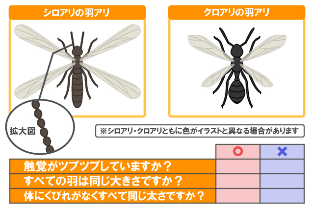 シロアリ・アリ比較