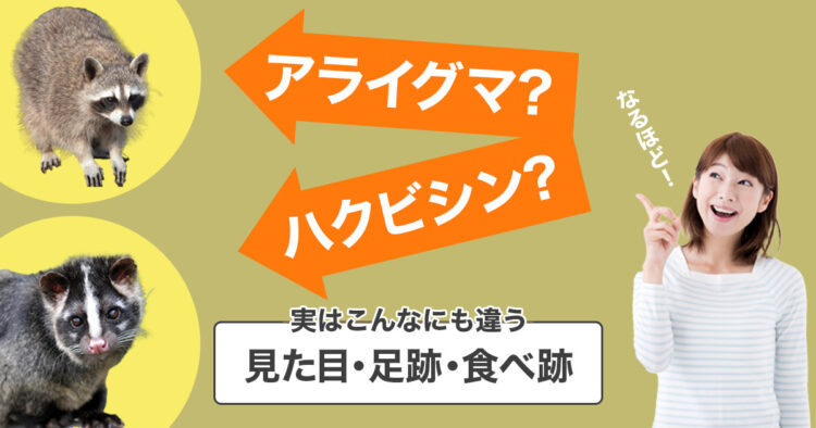 ハクビシン？アライグマ？実はこんなにも違う見た目・足跡・食べ物