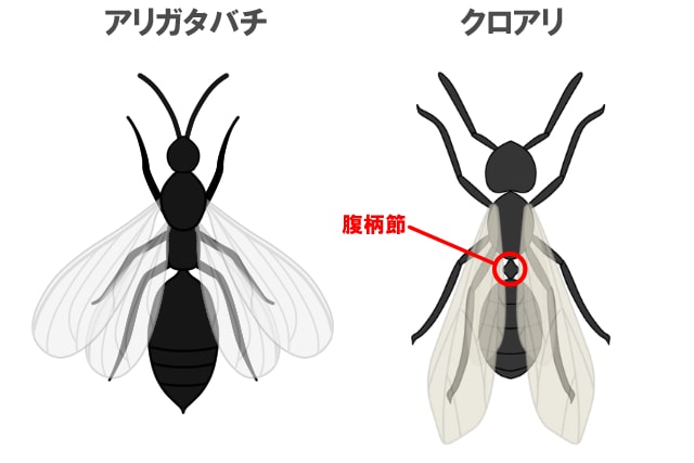 魅力的な価格 羽アリ大量発生の原因と手間なしスッキリ駆除方法｜外からの侵入 Others