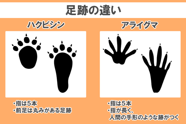 足跡の違い
