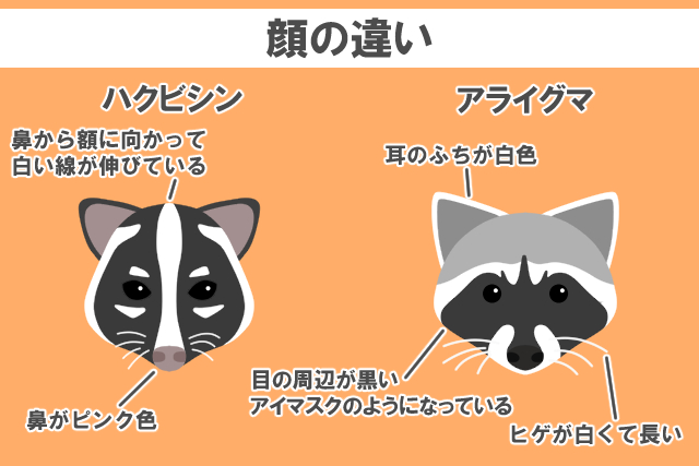 顔の違い