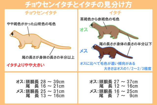 チョウセンイタチとイタチの見分け方