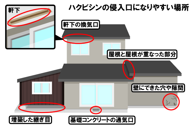 ハクビシンの侵入口