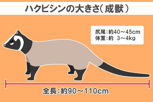 ハクビシンの大きさ