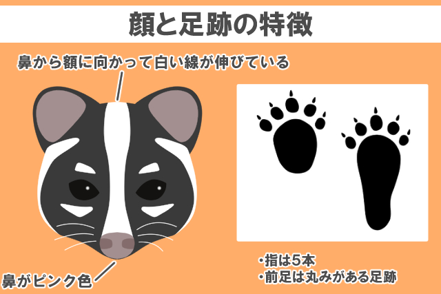 ハクビシンの顔と特徴