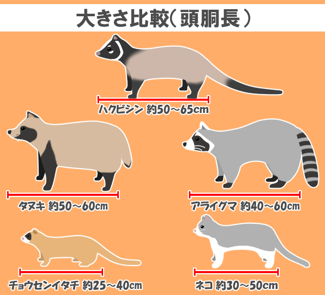 大きさ比較