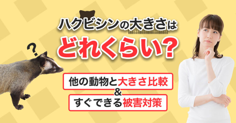 ハクビシンの大きさはどれくらい?