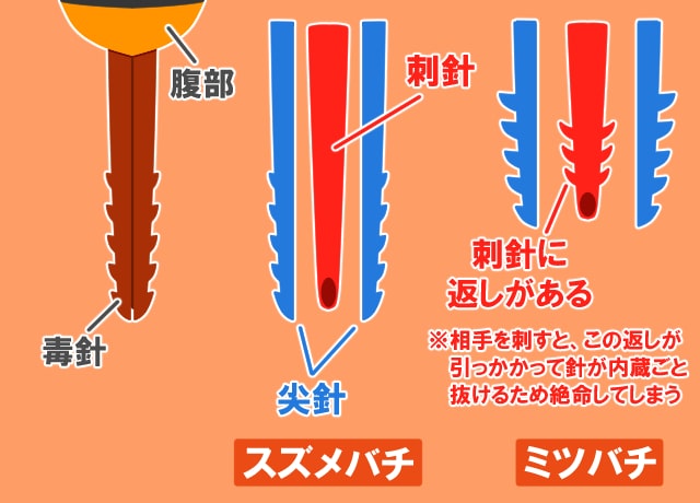 スズメバチとミツバチの毒針の構造