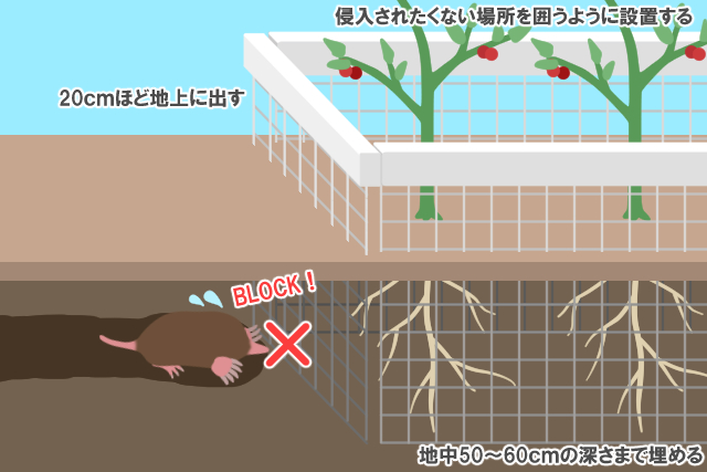 モグラ柵を地中に埋めるポイント