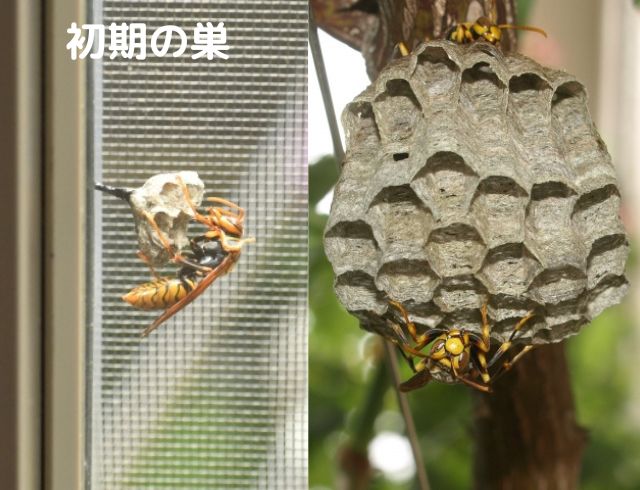 アシナガバチの巣