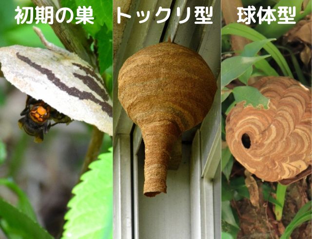 スズメバチの巣
