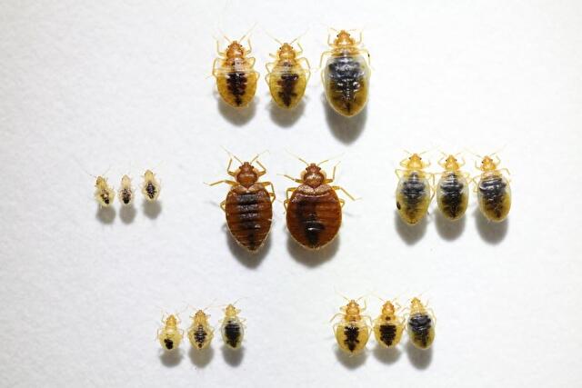 トコジラミ幼虫から成虫