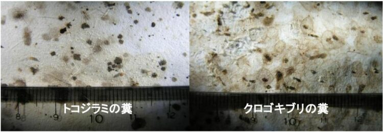 トコジラミの糞